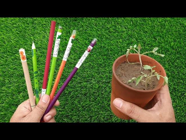 Use and Grow- Seed Pencil (Pack of 8)